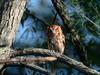 Screen Themes - Birds of Prey - Screech Owl in Tree