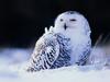 Screen Themes - Birds of Prey - Snowy Owl