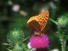 Screen Themes - Butterflies - Great Spangled Fritillary Butterfly