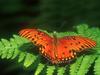 Screen Themes - Butterflies - Gulf Fritillary Butterfly