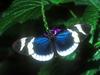 Screen Themes - Butterflies - Sara Longwing Butterfly