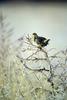 Western Meadowlark (Sturnella neglecta)