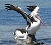 Australian pelican peck