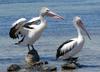 Australian pelican shakes