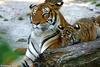 Siberian Tiger (baby male & mom)