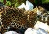 Jaguar (female)