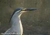검은댕기해오라기 Butorides striatus (Striated Heron)