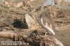 흰날개해오라기 Ardeola bacchus (Chinese Pond Heron)