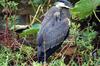 Great Blue Heron juvenile (Ardea herodias)