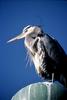 Great Blue Heron (Ardea herodias)