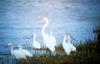 Great Egret (Ardea alba)  & Snowy Egret flock