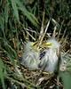 Snowy Egret chicks in nest (Egretta thula)