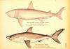 [Illust] Sharks (Basking Shark - Cetorhinus maximus & Porbeagle Shark - Lamna nasus)