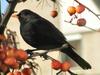 Common Blackbird eating apples