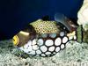 Screen Themes - Coral Reef Fish - Clown Triggerfish