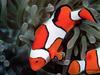 Screen Themes - Coral Reef Fish - Clownfish & Anemone