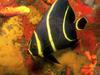 Screen Themes - Coral Reef Fish - French Angelfish