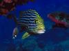 Screen Themes - Coral Reef Fish - Oriental Sweetlips