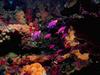 Screen Themes - Coral Reef Fish - Purple Anthias & Reef
