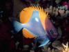 Screen Themes - Coral Reef Fish - Pyramid Butterflyfish