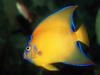 Screen Themes - Coral Reef Fish - Queen Angelfish