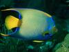 Screen Themes - Coral Reef Fish - Queen Angelfish 2
