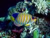 Screen Themes - Coral Reef Fish - Regal Angelfish