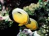 Screen Themes - Coral Reef Fish - Triangular Butterflyfish