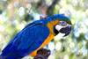 Parrot (Brazil Blue Ara) - blue-and-gold macaw (Ara ararauna)