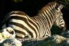 Zebra -- plains zebra (Equus quagga)