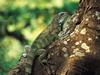 Screen Themes - Little Creatures - Amazon Green Iguana