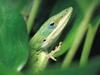 Screen Themes - Little Creatures - Green Anole