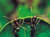 Screen Themes - Little Creatures - Pair of Tailor Ants