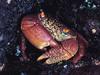 Screen Themes - Little Creatures - Rock Crab
