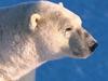Screen Themes - Polar Bears - Closeup - Profile