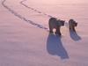 Screen Themes - Polar Bears - Leaving Tracks