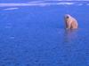 Screen Themes - Polar Bears - Lone Bear on Ice