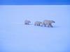 Screen Themes - Polar Bears - Mother & Two Cubs