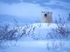 Screen Themes - Polar Bears - Peeking over Snow