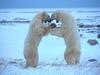 Screen Themes - Polar Bears - Play Fighting