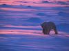 Screen Themes - Polar Bears - Walking at Dawn