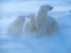 Screen Themes - Polar Bears - Windstorm
