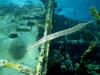 Screen Themes - Shipwrecks - Pipe Fish, Shipwreck in Coral Reef