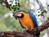 Screen Themes - Tropical Rainforest - Blue and Yellow Macaw