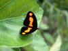 Screen Themes - Tropical Rainforest - Butterfly Resting on Leaf