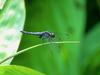 Screen Themes - Tropical Rainforest - Dragonfly on a Flower