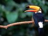 Screen Themes - Tropical Rainforest - Toco Toucan in Tree