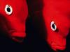 Screen Themes - Undersea Life 1 - Garibaldi Fish
