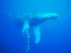 Screen Themes - Undersea Life 1 - Humpback Whale