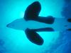 Screen Themes - Undersea Life 1 - Killer Whale